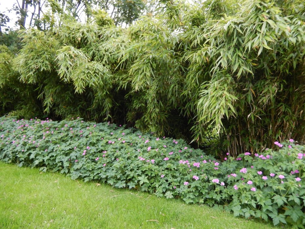 Tilføj skønhed og struktur med kantplanter